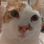 ������ ��� Lex Z